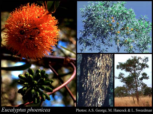 Photograph of Eucalyptus phoenicea F.Muell.