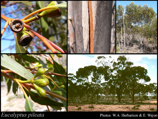 Photograph of Eucalyptus pileata Blakely