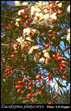 Photograph of Eucalyptus platycorys Maiden & Blakely