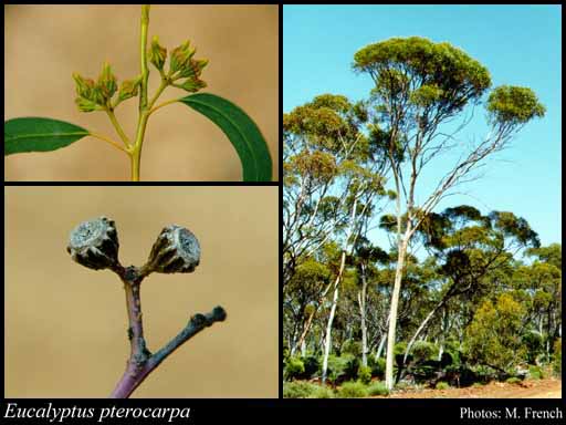 Photograph of Eucalyptus pterocarpa P.J.Lang