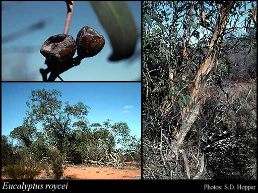 Photograph of Eucalyptus roycei S.G.M.Carr, D.J.Carr & A.S.George