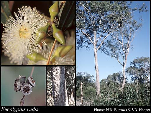 Photograph of Eucalyptus rudis Endl.