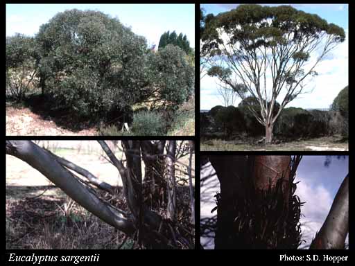 Photograph of Eucalyptus sargentii Maiden