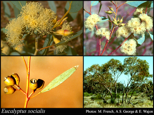Photograph of Eucalyptus socialis Miq.