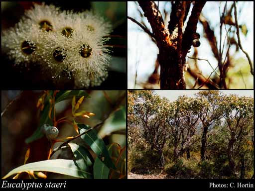 Photograph of Eucalyptus staeri (Maiden) Kessell & C.A.Gardner