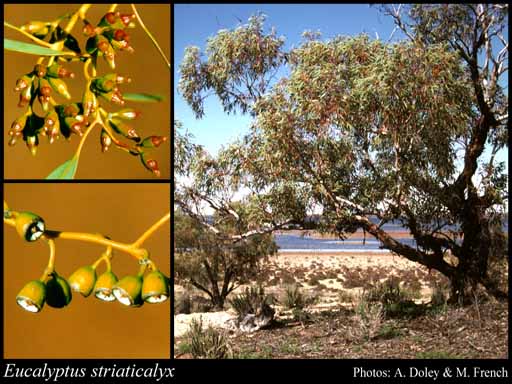 Photograph of Eucalyptus striaticalyx W.Fitzg.