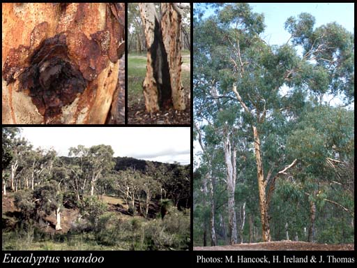 Photograph of Eucalyptus wandoo Blakely