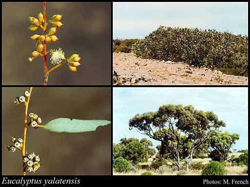 Photograph of Eucalyptus yalatensis Boomsma