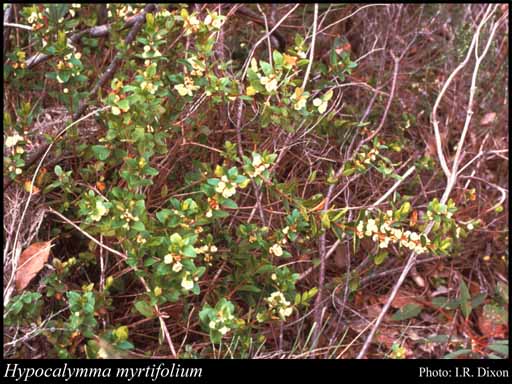 Photograph of Hypocalymma myrtifolium Turcz.