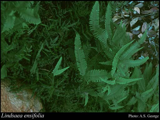 Photograph of Lindsaea ensifolia Sw.