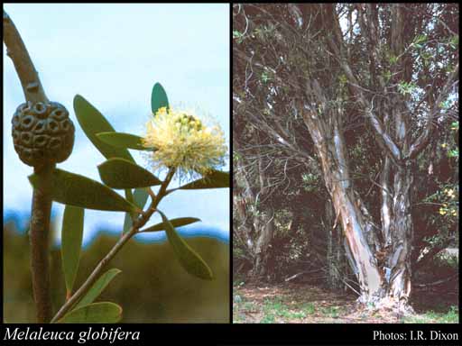 Photograph of Melaleuca globifera R.Br.