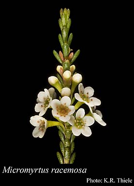 Photograph of Micromyrtus racemosa Benth.