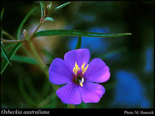 Photograph of Osbeckia australiana Naudin
