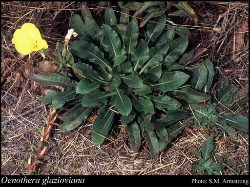 Photograph of Oenothera glazioviana Micheli