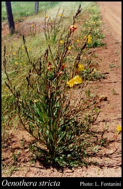 Photograph of Oenothera stricta Link