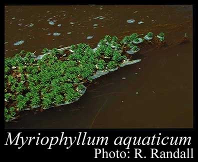 Photograph of Myriophyllum aquaticum (Vell.) Verdc.