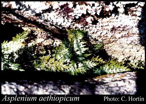 Photo of Asplenium aethiopicum (Burm.f.) Bech.