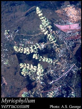 Photo of Myriophyllum verrucosum Lindl.