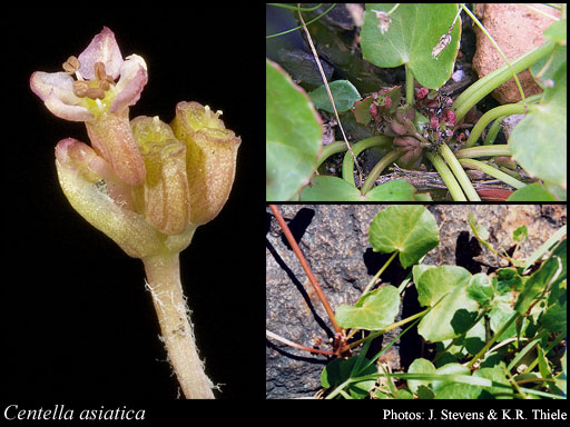 Photo of Centella asiatica (L.) Urb.