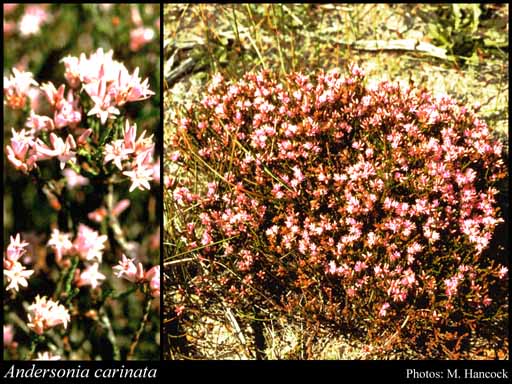Photograph of Andersonia carinata L.Watson