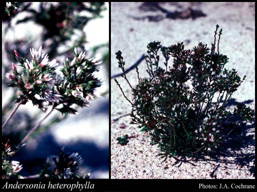 Photograph of Andersonia heterophylla Sond.