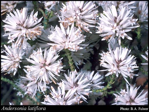 Photograph of Andersonia latiflora (F.Muell.) Benth.