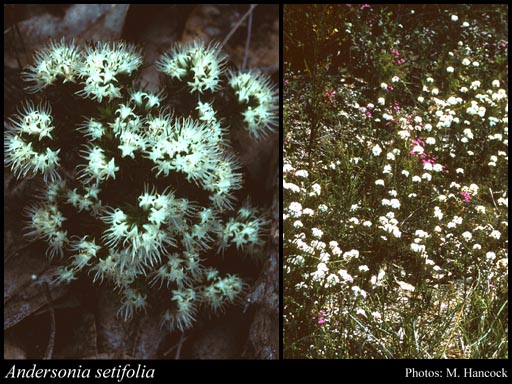 Photograph of Andersonia setifolia Benth.