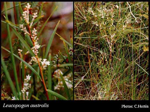 Photo of Leucopogon australis R.Br.