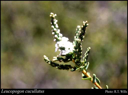 Photograph of Leucopogon cucullatus R.Br.