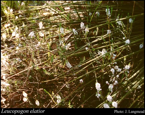 Photo of Leucopogon elatior Sond.