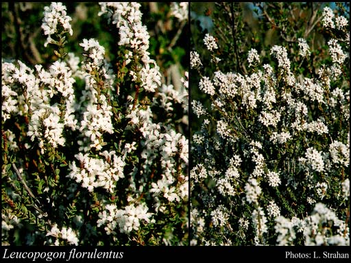 Photograph of Leucopogon florulentus Benth.