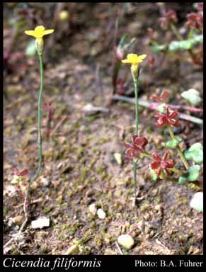 Photograph of Cicendia filiformis (L.) Delarbre
