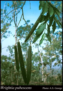 Photograph of Wrightia pubescens R.Br.