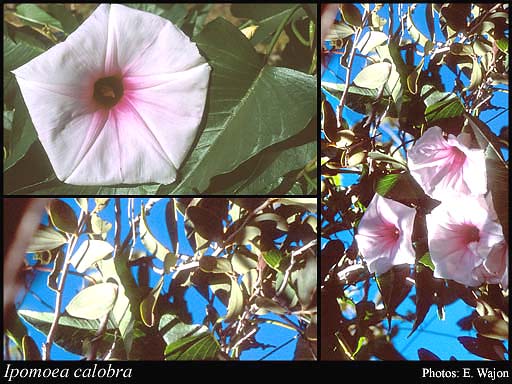 Photograph of Ipomoea calobra W.Hill & F.Muell.
