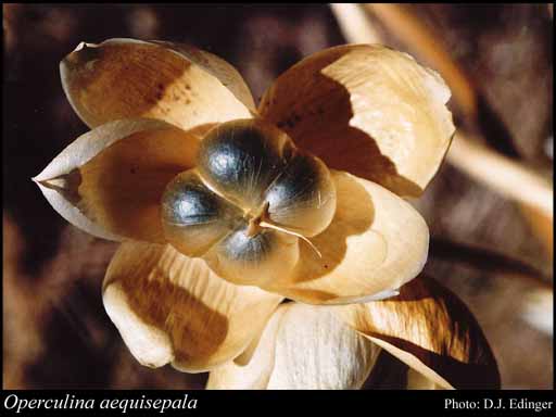 Photograph of Operculina aequisepala (Domin) R.W.Johnson