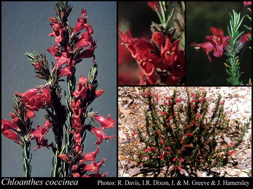 Photograph of Chloanthes coccinea Bartl.