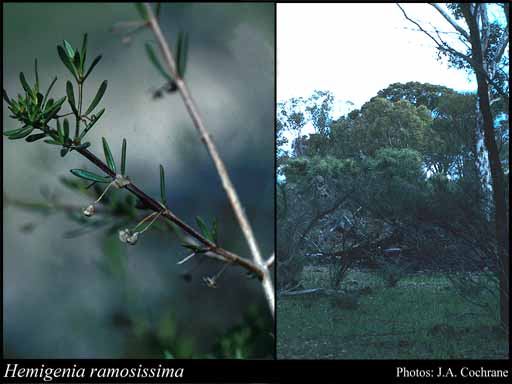 Photograph of Hemigenia ramosissima Benth.