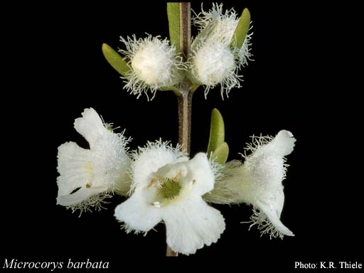 Photograph of Microcorys barbata R.Br.