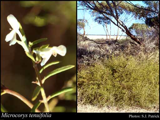 Photograph of Microcorys tenuifolia Benth.
