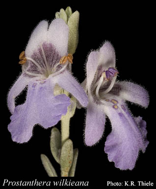 Photograph of Prostanthera wilkieana F.Muell.