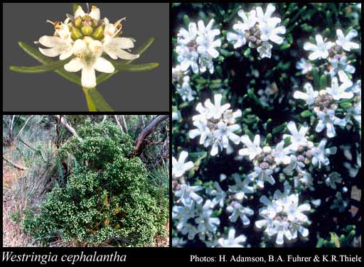 Photograph of Westringia cephalantha F.Muell.