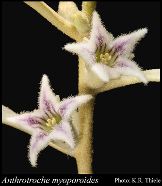 Photograph of Anthotroche myoporoides C.A.Gardner