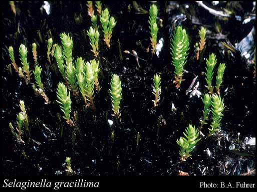 Photo of Selaginella gracillima (Kunze) Salomon