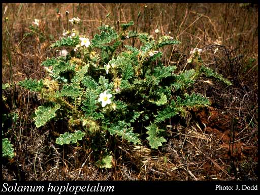 Photograph of Solanum hoplopetalum Bitter & Summerh.
