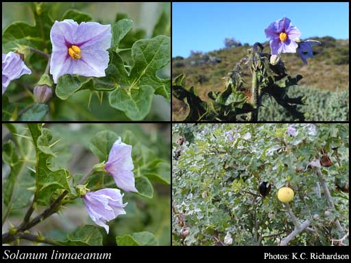 Photograph of Solanum linnaeanum Hepper & P.-M.L.Jaeger