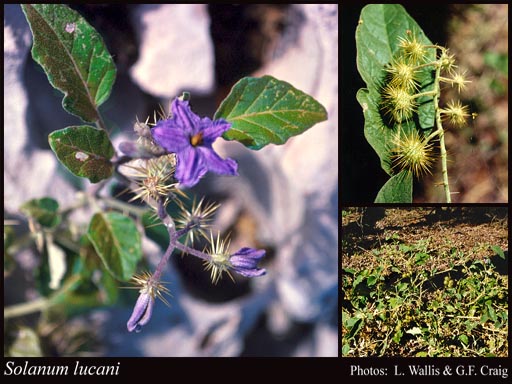 Photograph of Solanum lucani F.Muell.