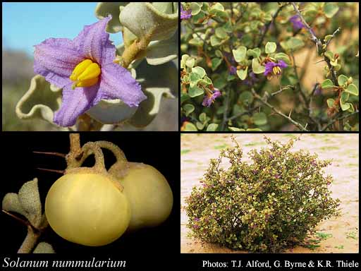 Photograph of Solanum nummularium S.Moore