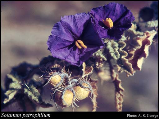 Photograph of Solanum petrophilum F.Muell.