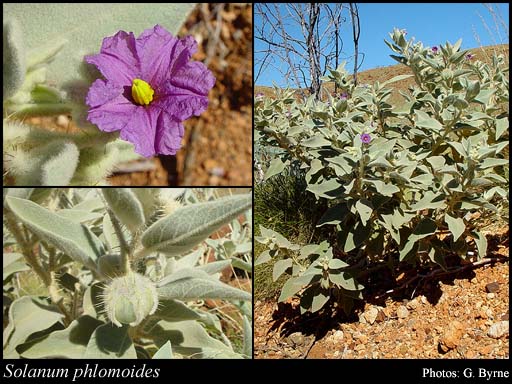 Photograph of Solanum phlomoides Benth.
