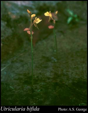 Photograph of Utricularia bifida L.